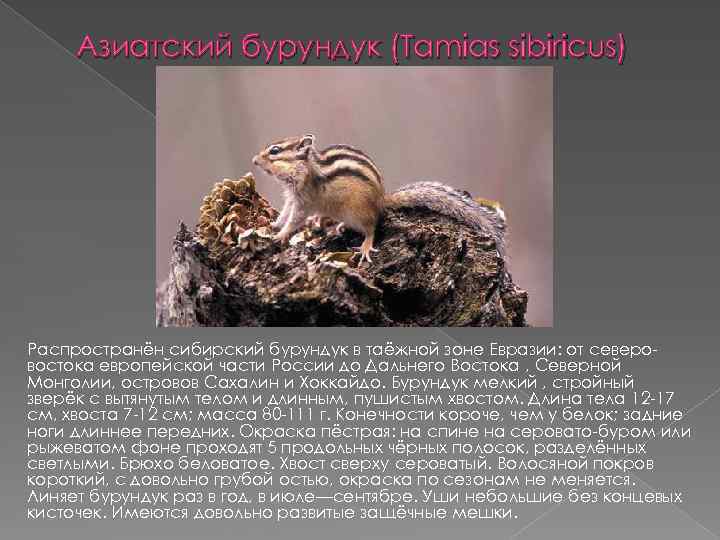 Азиатский бурундук (Tamias sibiricus) Распространён сибирский бурундук в таёжной зоне Евразии: от северо востока