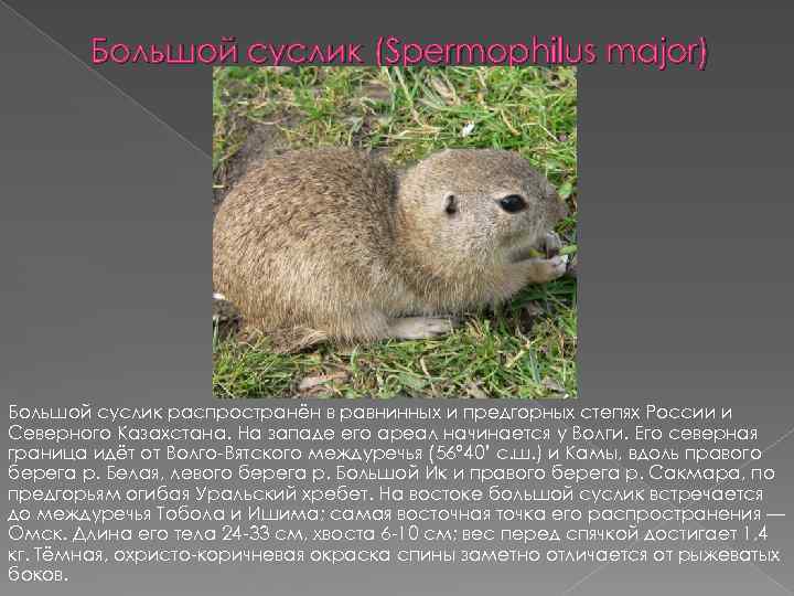 Большой суслик (Spermophilus major) Большой суслик распространён в равнинных и предгорных степях России и