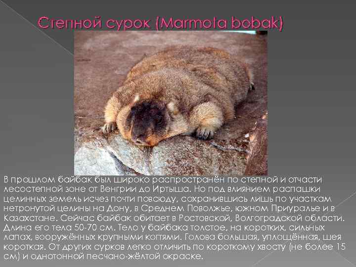 Степной сурок (Marmota bobak) В прошлом байбак был широко распространён по степной и отчасти