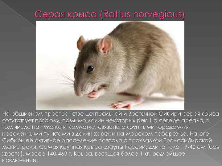 Серая крыса (Rattus norvegicus) На обширном пространстве Центральной и Восточной Сибири серая крыса отсутствует