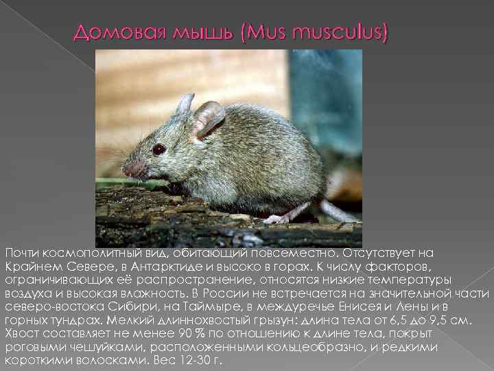 Домовая мышь (Mus musculus) Почти космополитный вид, обитающий повсеместно. Отсутствует на Крайнем Севере, в