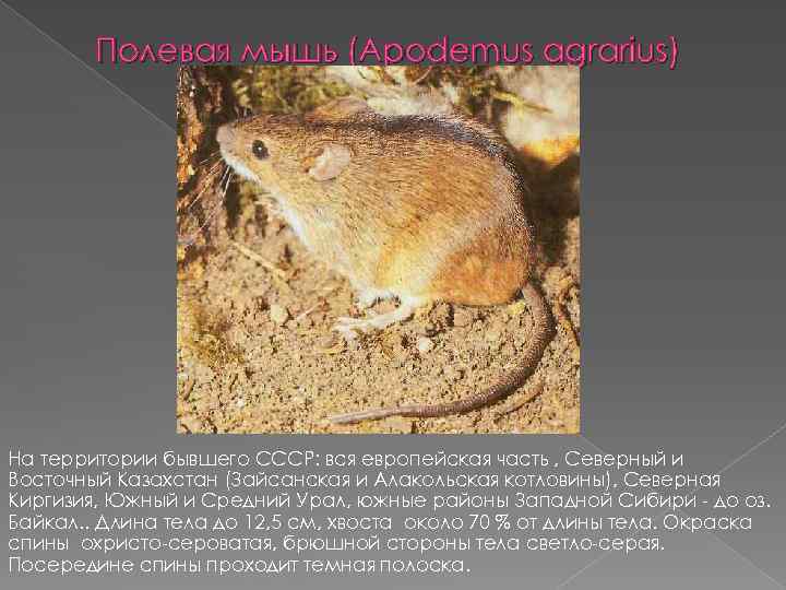 Полевая мышь (Apodemus agrarius) На территории бывшего СССР: вся европейская часть , Северный и