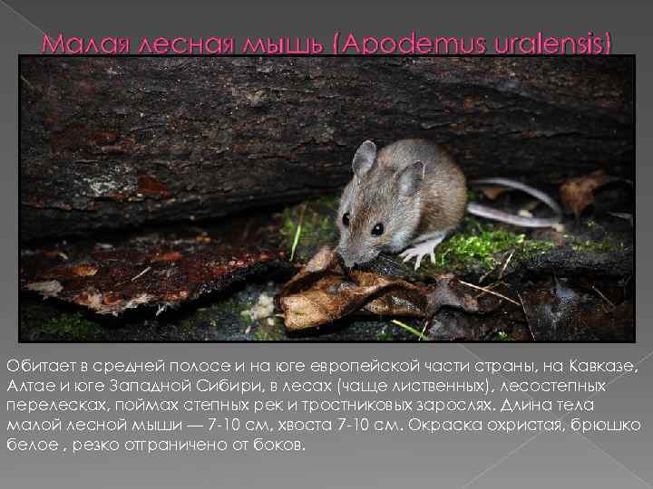 Малая лесная мышь (Apodemus uralensis) Обитает в средней полосе и на юге европейской части