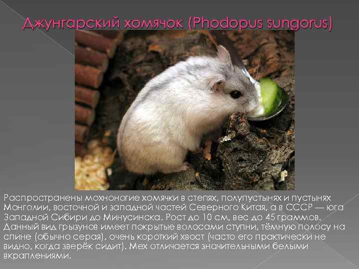 Джунгарский хомячок (Phodopus sungorus) Распространены мохноногие хомячки в степях, полупустынях и пустынях Монголии, восточной