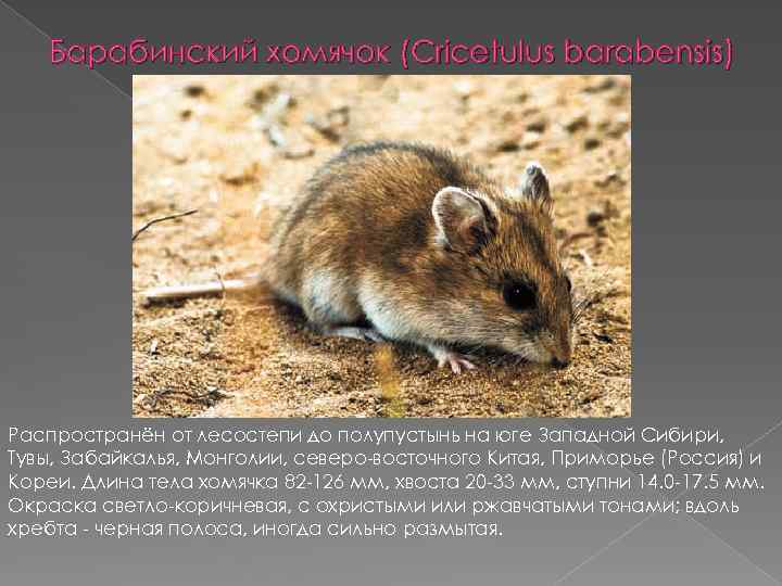 Барабинский хомячок (Cricetulus barabensis) Распространён от лесостепи до полупустынь на юге Западной Сибири, Тувы,