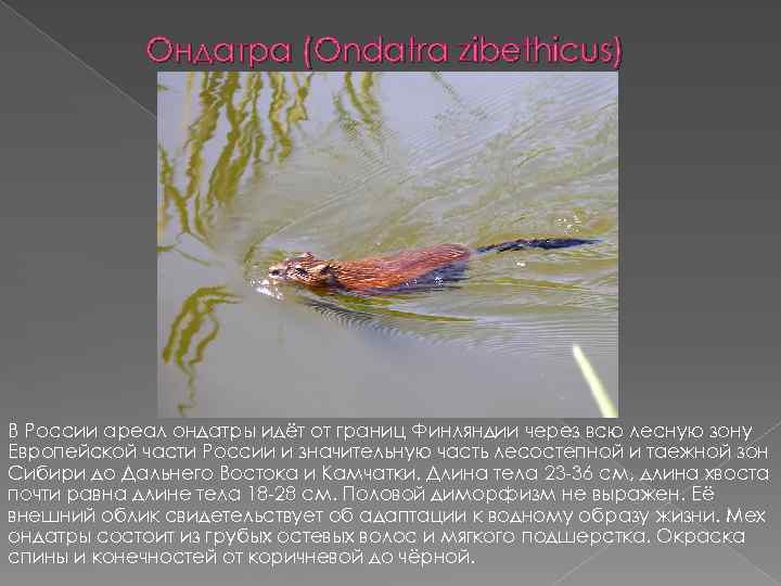 Ондатра (Ondatra zibethicus) В России ареал ондатры идёт от границ Финляндии через всю лесную