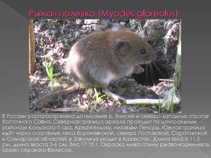 Рыжая полевка (Myodes glareolus) В России распространена до низовьев р. Енисей и северо западных