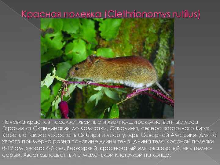 Красная полевка (Clethrionomys rutilus) Полевка красная населяет хвойные и хвойно широколиственные леса Евразии от