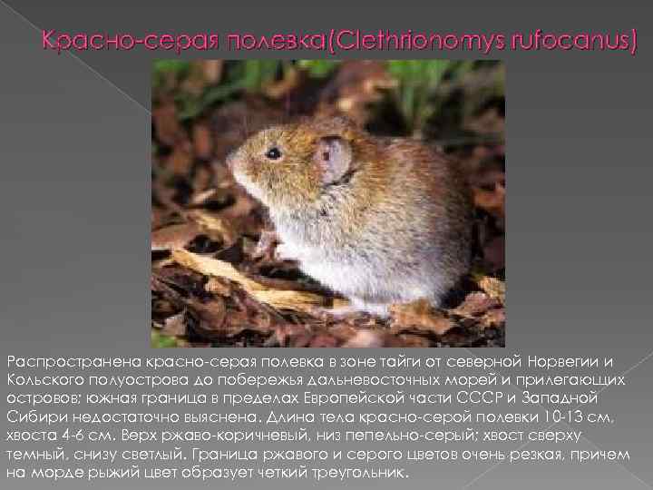 Красно серая полевка(Clethrionomys rufocanus) Распространена красно серая полевка в зоне тайги от северной Норвегии