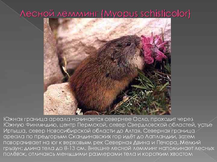 Лесной лемминг (Myopus schisticolor) Южная граница ареала начинается севернее Осло, проходит через Южную Финляндию,