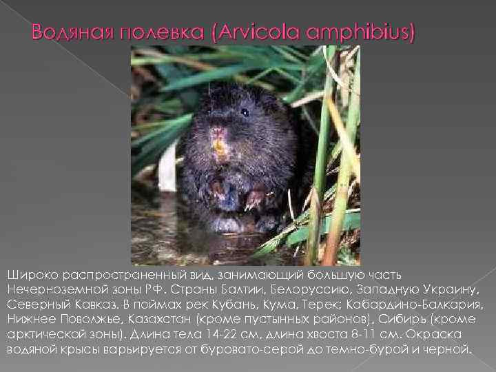 Водяная полевка (Arvicola amphibius) Широко распространенный вид, занимающий большую часть Нечерноземной зоны РФ. Страны