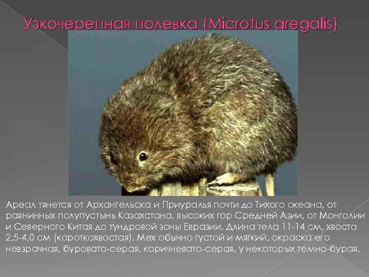 Узкочерепная полевка (Microtus gregalis) Ареал тянется от Архангельска и Приуралья почти до Тихого океана,