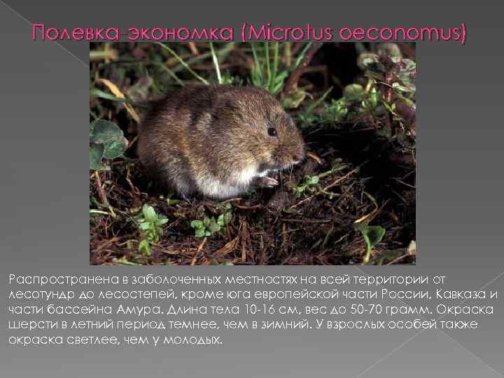 Полевка экономка (Microtus oeconomus) Распространена в заболоченных местностях на всей территории от лесотундр до