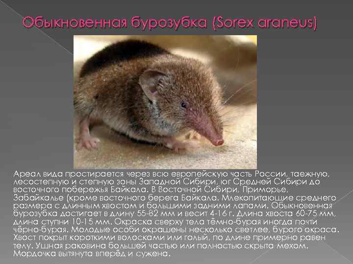 Обыкновенная бурозубка (Sorex araneus) Ареал вида простирается через всю европейскую часть России, таежную, лесостепную