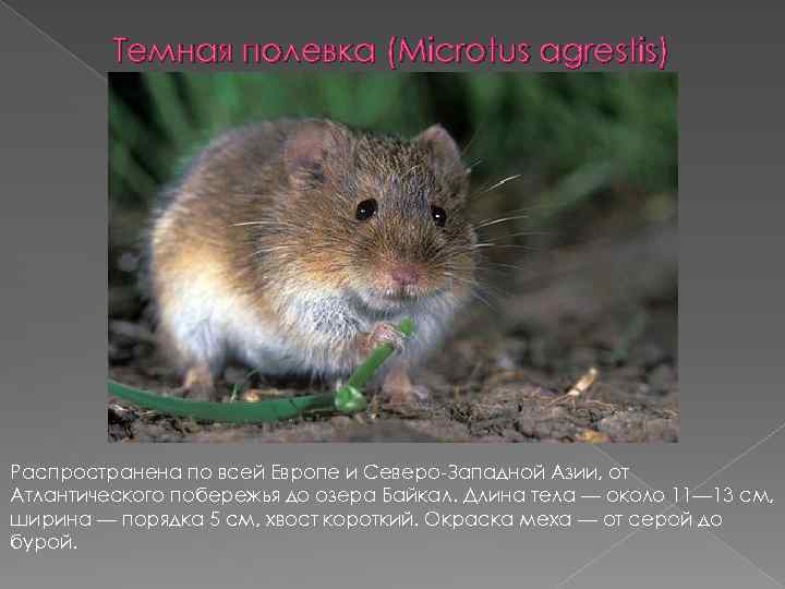 Темная полевка (Microtus agrestis) Распространена по всей Европе и Северо Западной Азии, от Атлантического