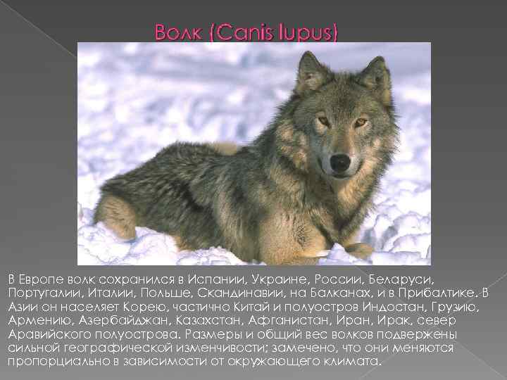 Волк (Canis lupus) В Европе волк сохранился в Испании, Украине, России, Беларуси, Португалии, Италии,