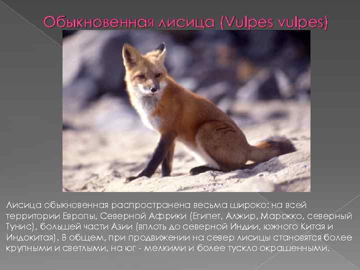 Обыкновенная лисица (Vulpes vulpes) Лисица обыкновенная распространена весьма широко: на всей территории Европы, Северной