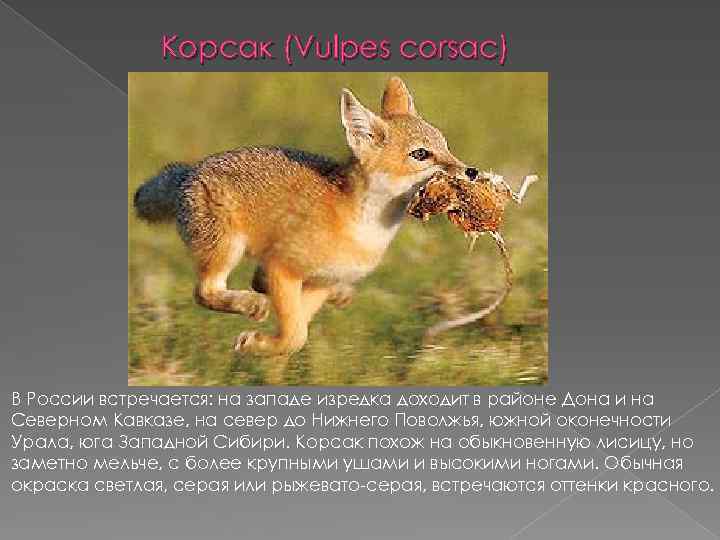 Корсак (Vulpes corsac) В России встречается: на западе изредка доходит в районе Дона и