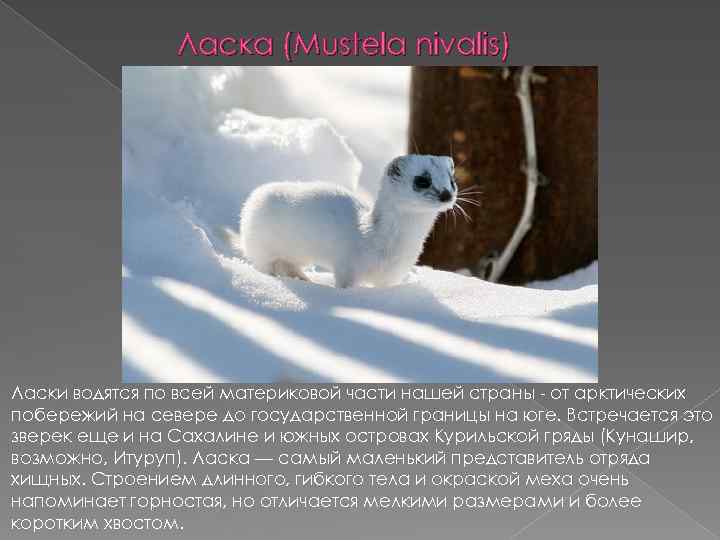 Ласка (Mustela nivalis) Ласки водятся по всей материковой части нашей страны от арктических побережий