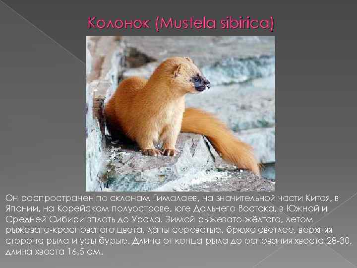 Колонок (Mustela sibirica) Он распространен по склонам Гималаев, на значительной части Китая, в Японии,