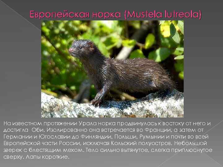 Европейская норка (Mustela lutreola) На известном протяжении Урала норка продвинулась к востоку от него