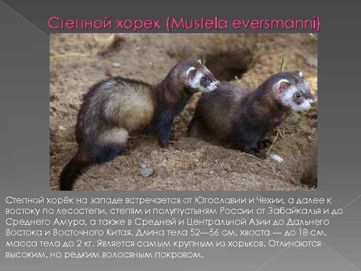 Степной хорек (Mustela eversmanni) Степной хорёк на западе встречается от Югославии и Чехии, а