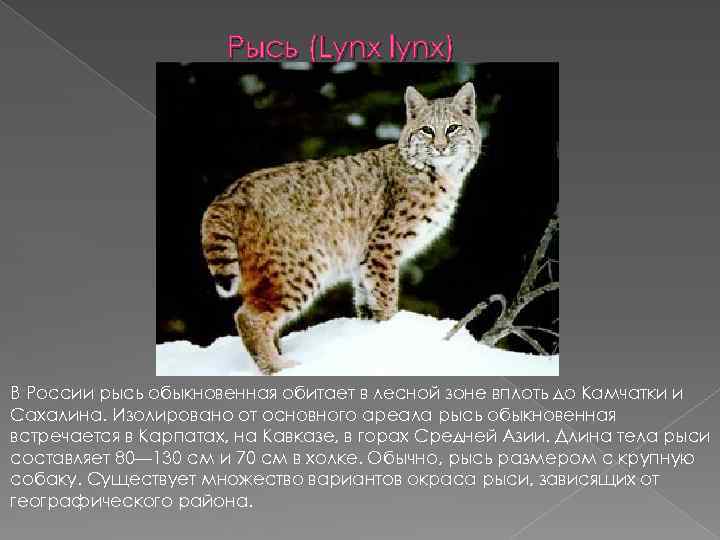 Рысь (Lynx lynx) В России рысь обыкновенная обитает в лесной зоне вплоть до Камчатки