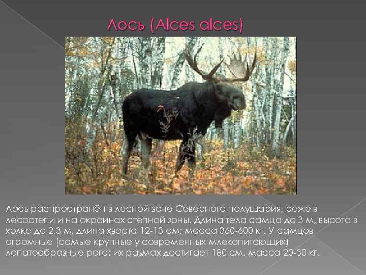 Лось (Alces alces) Лось распространён в лесной зоне Северного полушария, реже в лесостепи и