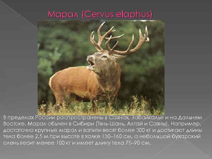 Марал (Cervus elaphus) В пределах России распространены в Саянах, Забайкалье и на Дальнем Востоке.