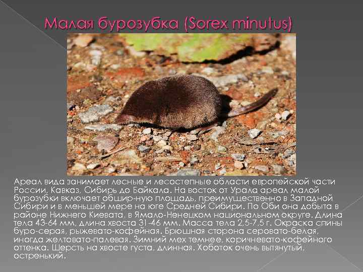 Малая бурозубка (Sorex minutus) Ареал вида занимает лесные и лесостепные области европейской части России,