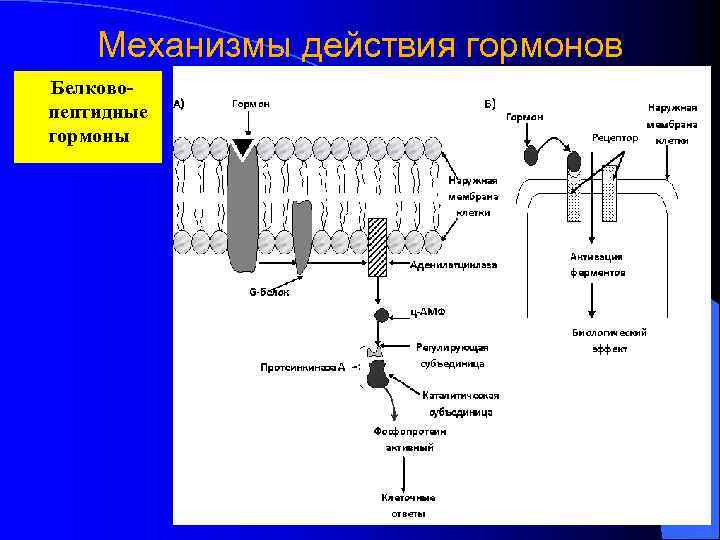 Основные механизмы действия гормонов