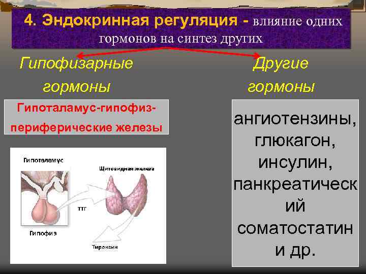 4. Эндокринная регуляция - влияние одних гормонов на синтез других Гипофизарные гормоны Гипоталамус-гипофизпериферические железы