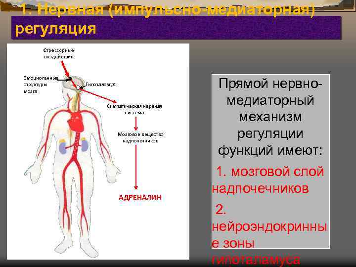 1. Нервная (импульсно-медиаторная) регуляция Стрессорные воздействия Эмоциогенные структуры мозга Гипоталамус Симпатическая нервная система Мозговое