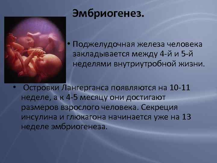Эмбриогенез. • Поджелудочная железа человека закладывается между 4 -й и 5 -й неделями внутриутробной