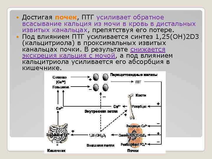 Паратгормон значение