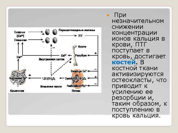  При незначительном снижении концентрации ионов кальция в крови, ПТГ поступает в кровь, достигает