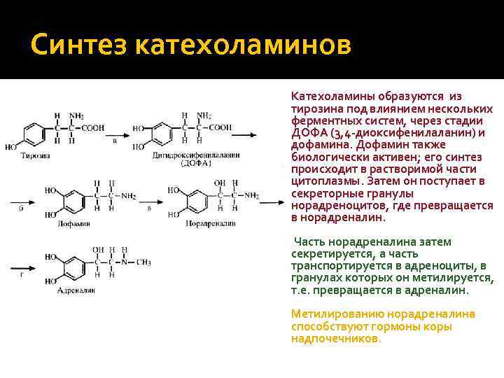 Синтез катехоламинов Катехоламины образуются из тирозина под влиянием нескольких ферментных систем, через стадии ДОФА