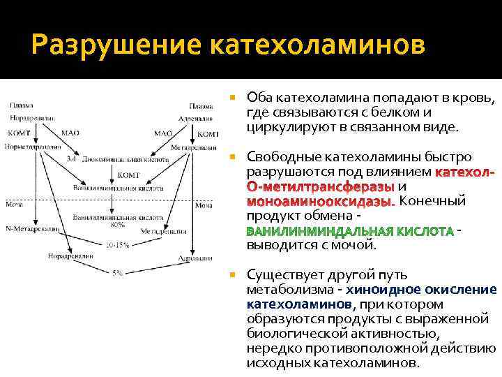 Разрушение катехоламинов Оба катехоламина попадают в кровь, где связываются с белком и циркулируют в