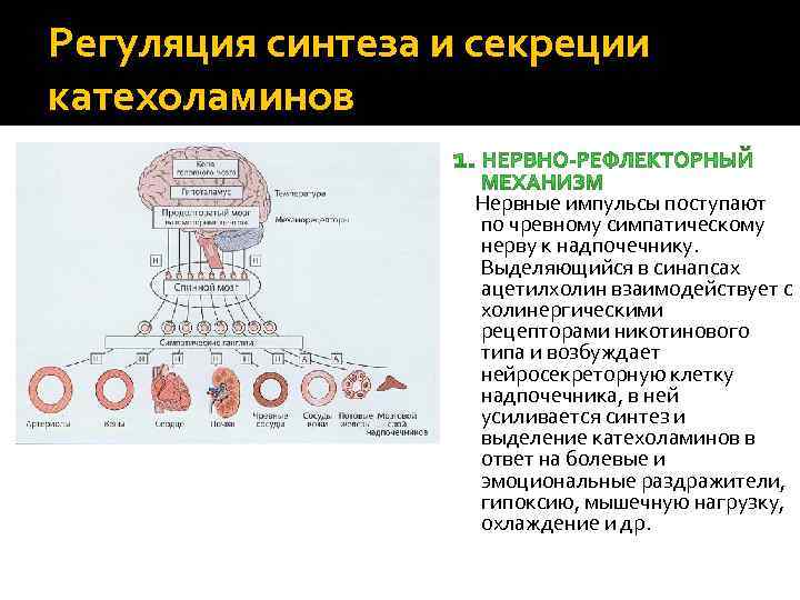 Регуляция синтеза и секреции катехоламинов Нервные импульсы поступают по чревному симпатическому нерву к надпочечнику.