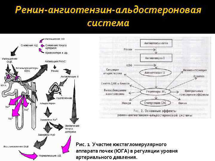 Ренин-ангиотензин-альдостероновая система Рис. 1 Участие юкстагломерулярного аппарата почек (ЮГА) в регуляции уровня артериального давления.