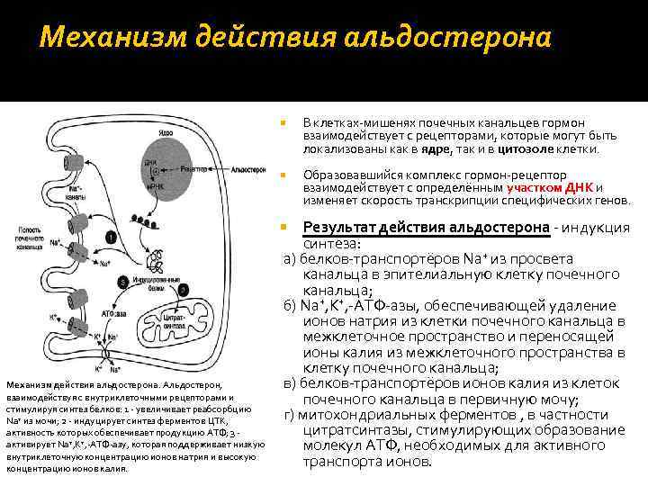 Механизм действия альдостерона В клетках мишенях почечных канальцев гормон взаимодействует с рецепторами, которые могут