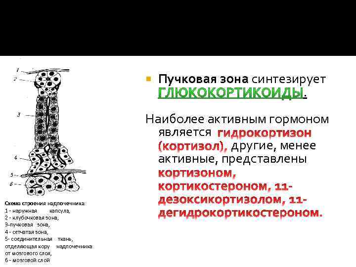  Пучковая зона синтезирует . Наиболее активным гормоном является другие, менее активные, представлены Схема