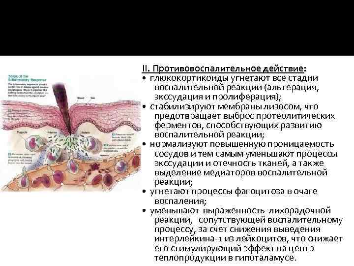 II. Противовоспалительное действие: • глюкокортикоиды угнетают все стадии воспалительной реакции (альтерация, экссудация и пролиферация);
