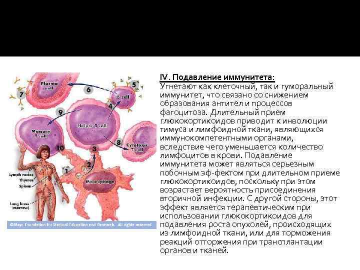  IV. Подавление иммунитета: Угнетают как клеточный, так и гуморальный иммунитет, что связано со