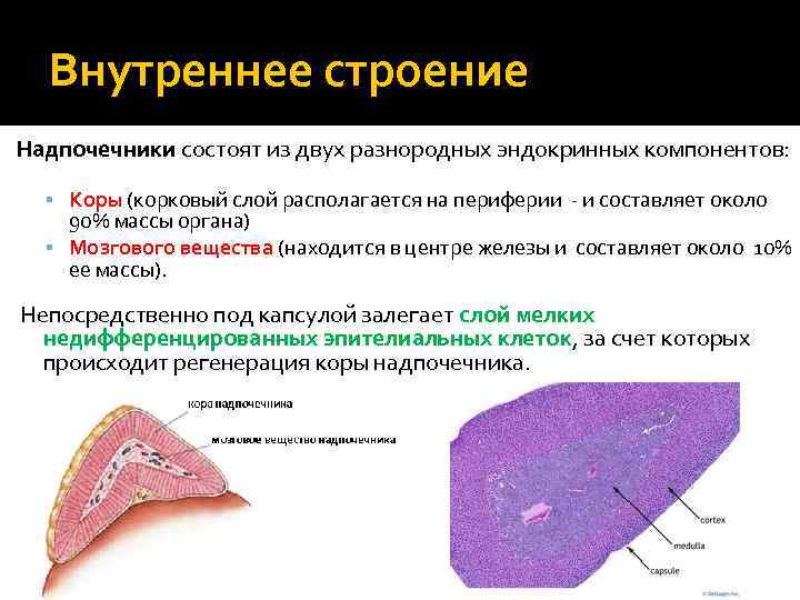 Из чего состоит корковое вещество