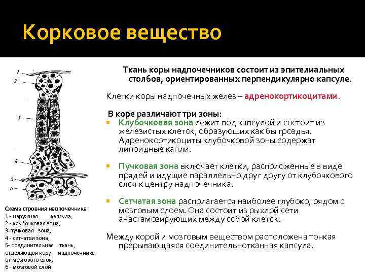 Корковое вещество Ткань коры надпочечников состоит из эпителиальных столбов, ориентированных перпендикулярно капсуле. Клетки коры