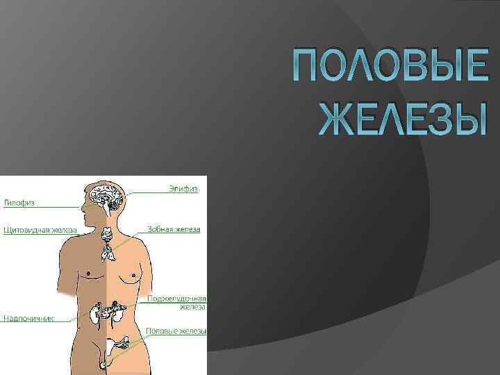ПОЛОВЫЕ ЖЕЛЕЗЫ 
