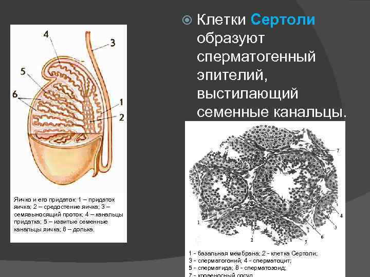  Клетки Сертоли образуют сперматогенный эпителий, выстилающий семенные канальцы. Яичко и его придаток: 1
