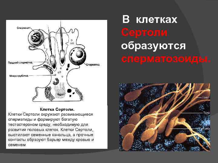  В клетках Сертоли образуются сперматозоиды. Клетка Сертоли. Клетки Сертоли окружают развивающиеся сперматиды и