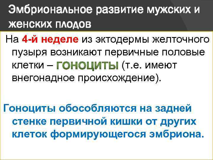 Эмбриональное развитие мужских и женских плодов На 4 -й неделе из эктодермы желточного пузыря